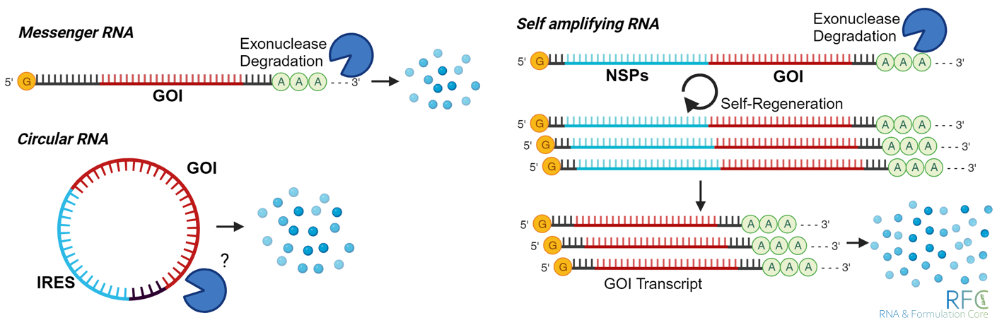 Template Design – RNA and Formulation Core
